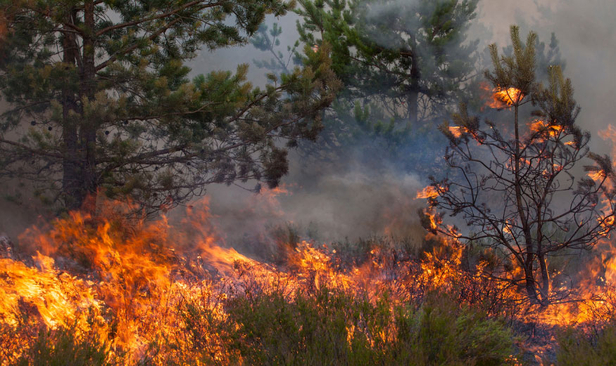 Feu de forêt